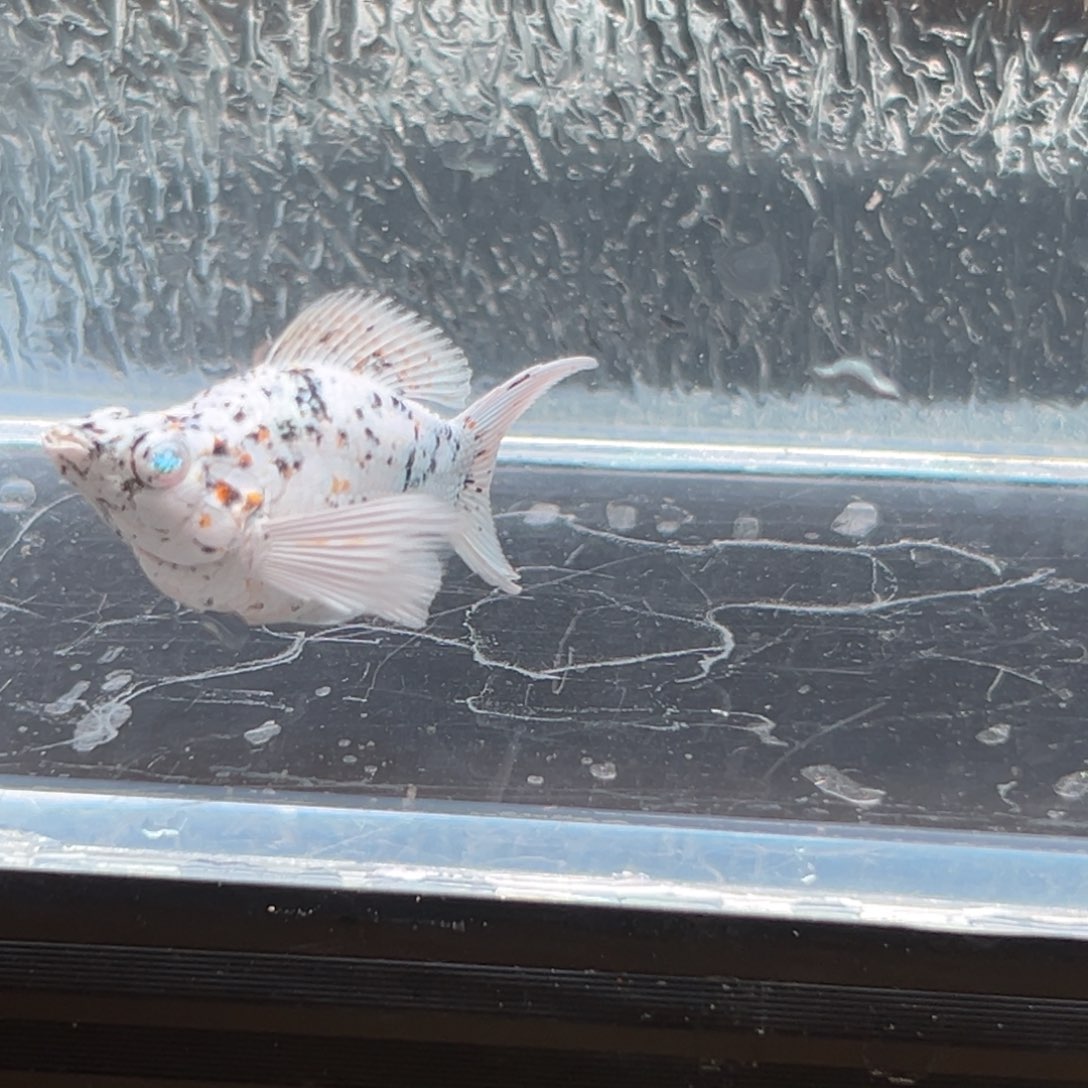 孔雀鱼玛丽鱼一条奶牛母