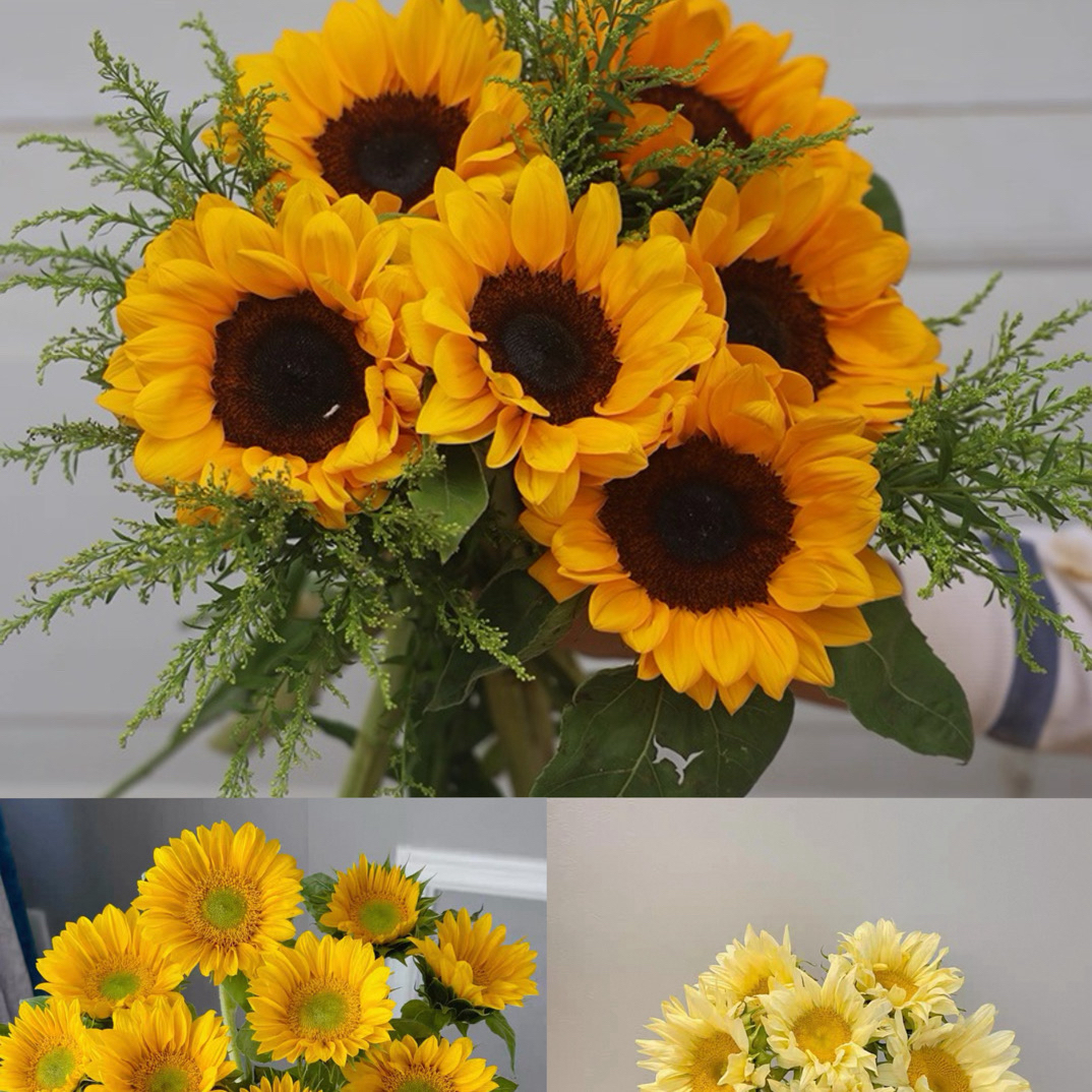 【基地向日葵】云南昆明基地冷链空运直发鲜切花水养插瓶太阳
