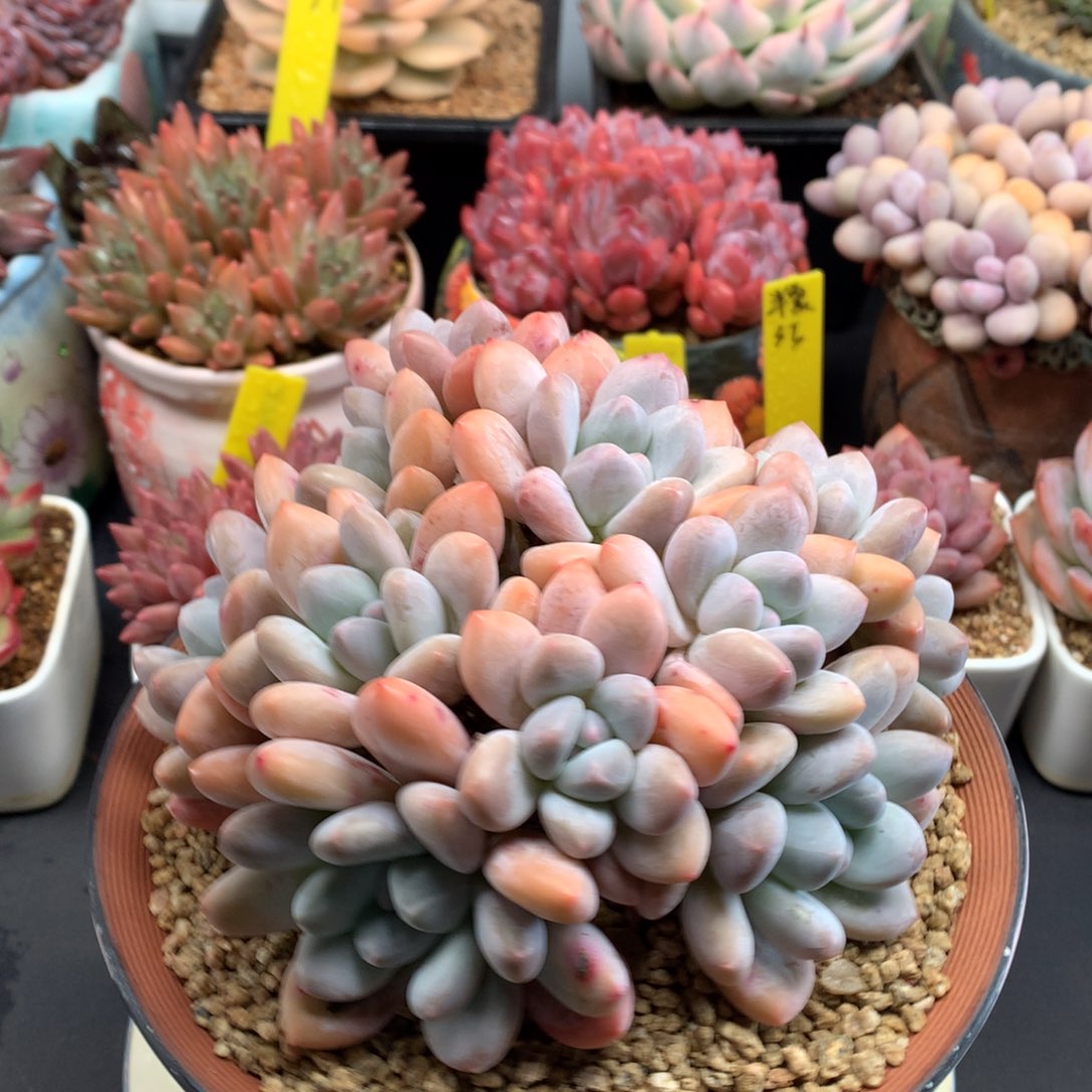 我们家的小仙女们