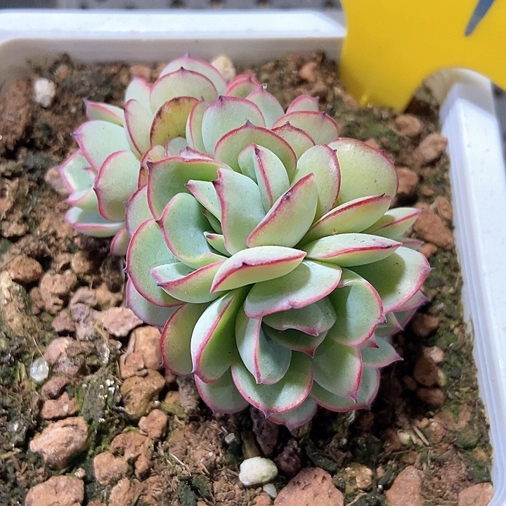 多肉植物951多肉