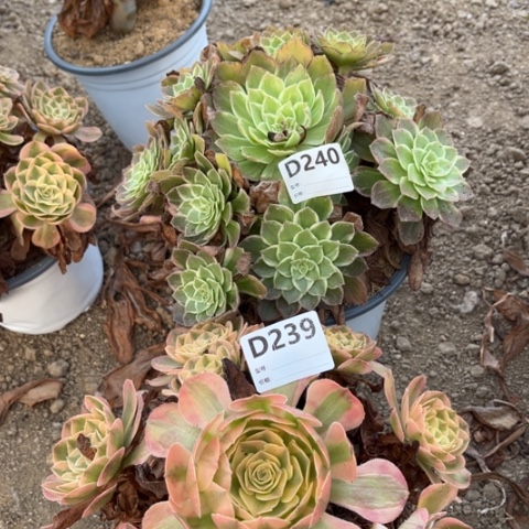 多肉植物火龙果万花筒