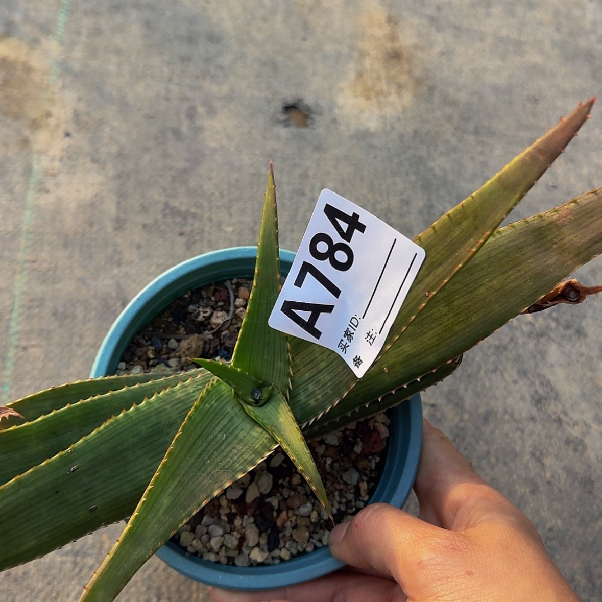 【闪购商品】H*块根植物