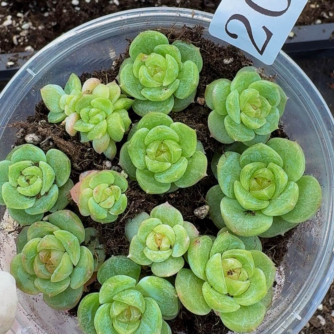 多肉植物多肉植物203