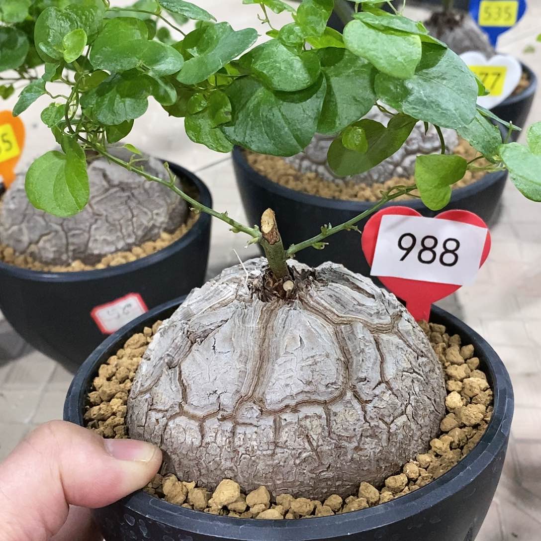 南非龟甲龙龟甲龙