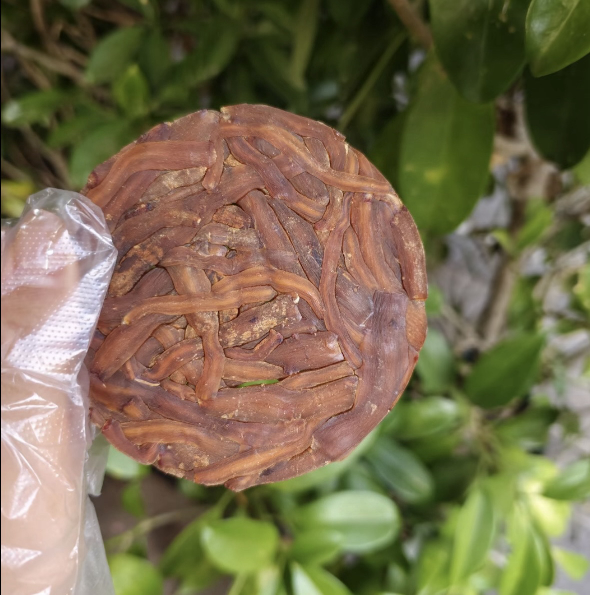 云南深山【百年、贡、参】传统滋补农产品