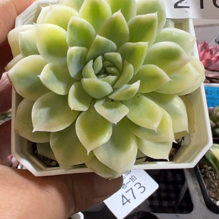 麦秆锦多肉植物216