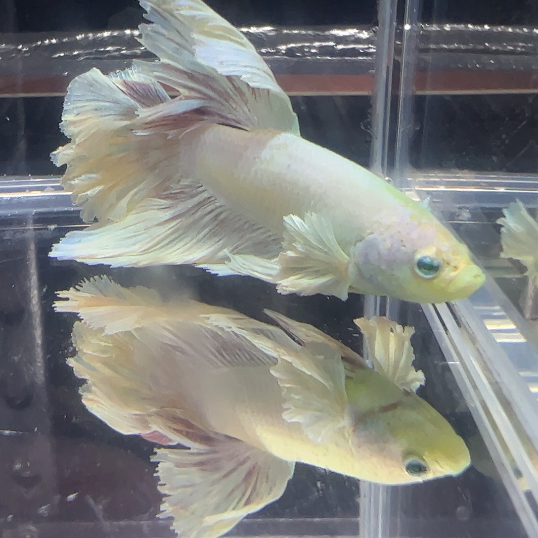 斗鱼编号34直播链接