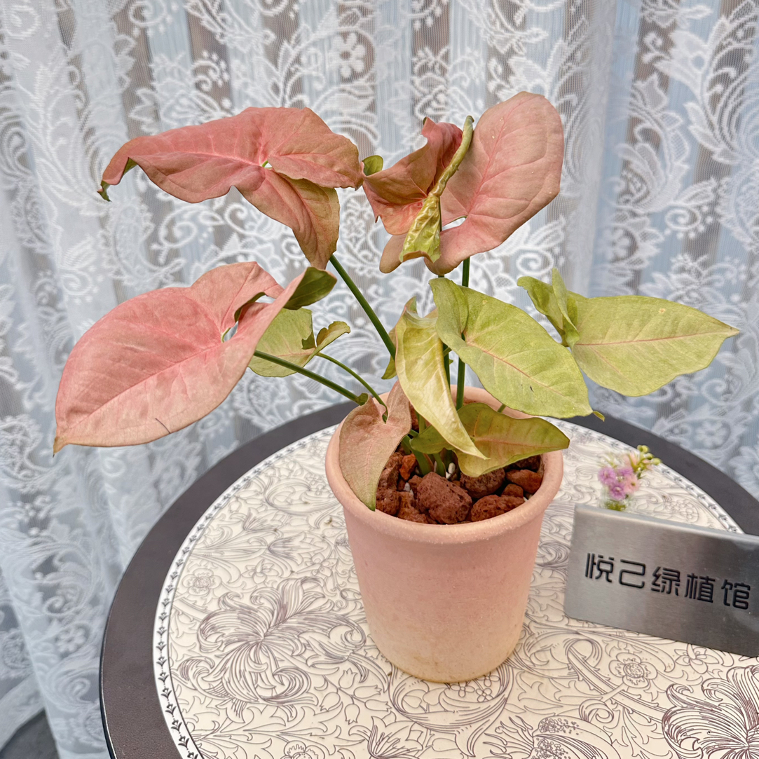 粉色佳人白蝴蝶小红莓金童子牛奶纸屑合果芋小盆桌面室内可爱