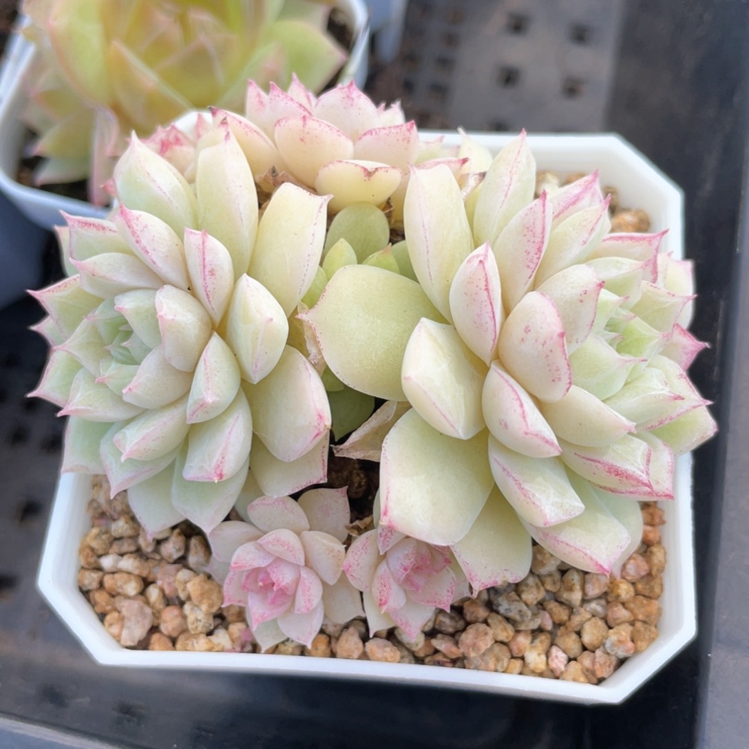 优选玫瑰花女王1473