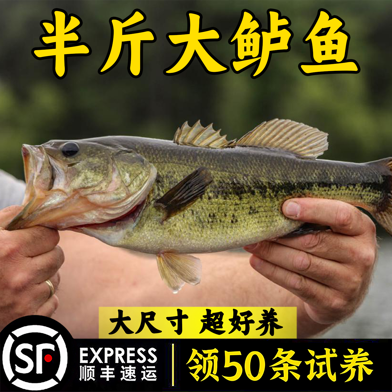 鲈鱼淡水鱼加州鲈鱼养殖路亚苗大口黑鲈鱼食用卢鱼