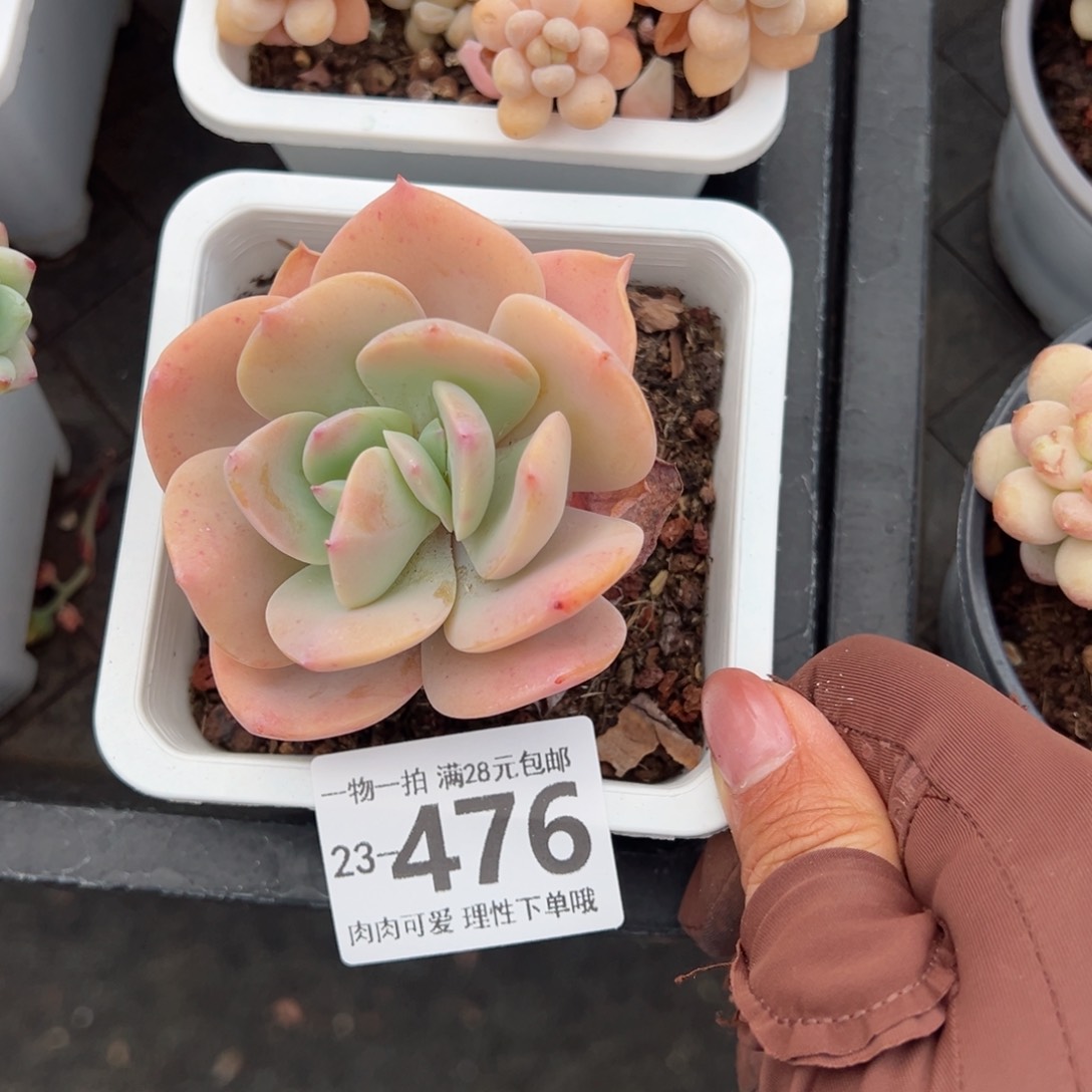 白凤多肉多肉多肉多肉