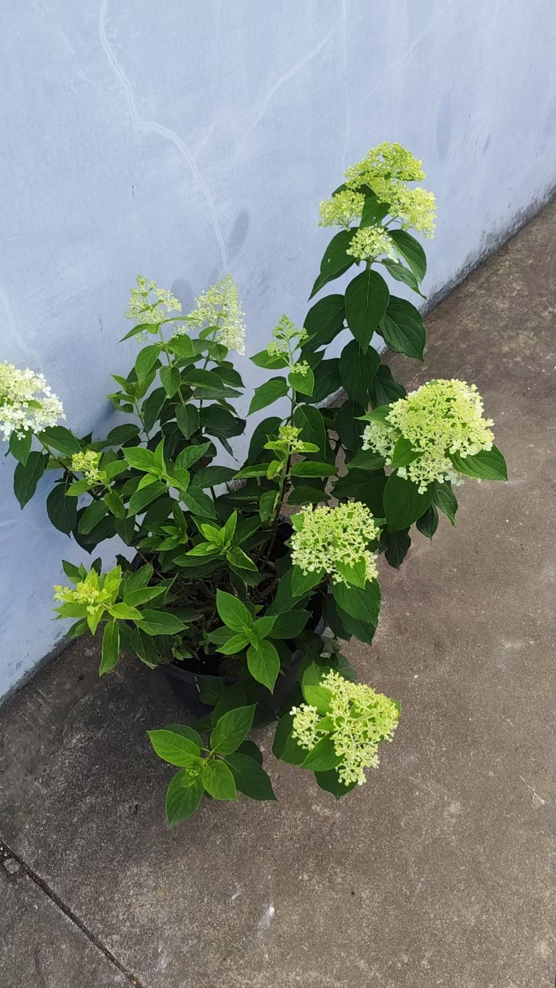 （香草草莓）圆锥冰激凌绣球多年露天苗好养原盆原土基地直发包对版