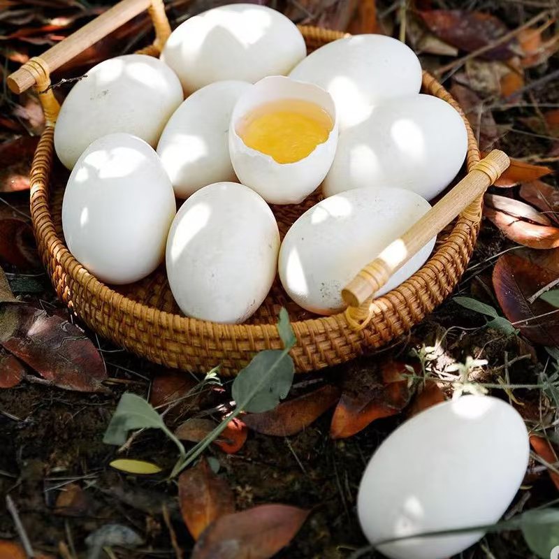精品优选B【20枚】正宗农家散养新鲜土鹅蛋现捡现发批发高营养蛋