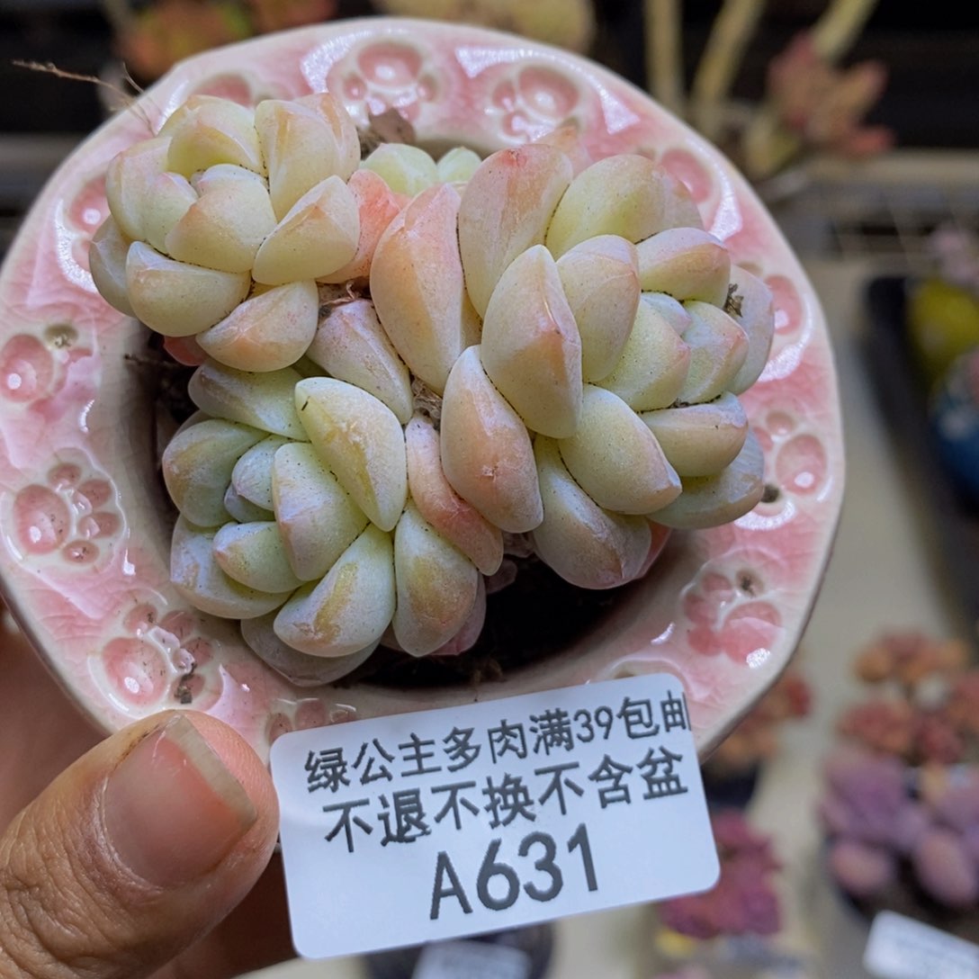 631珍妮冰玉多肉不包整