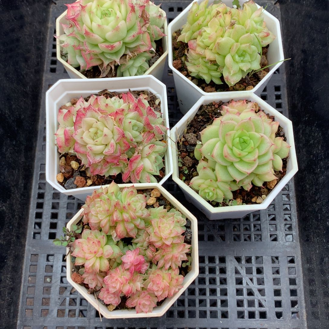 1211-15 套餐一组