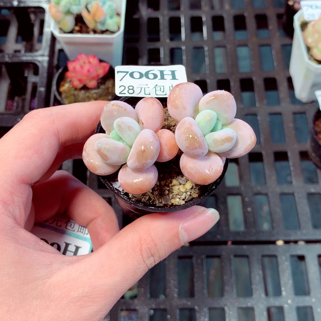 5厘米盆精控多肉706