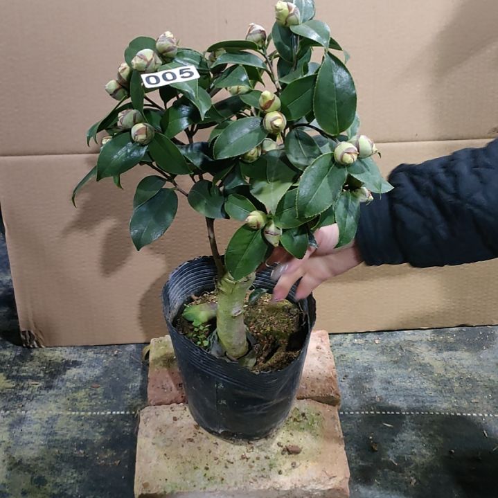 05绿可那，原盆原土发货