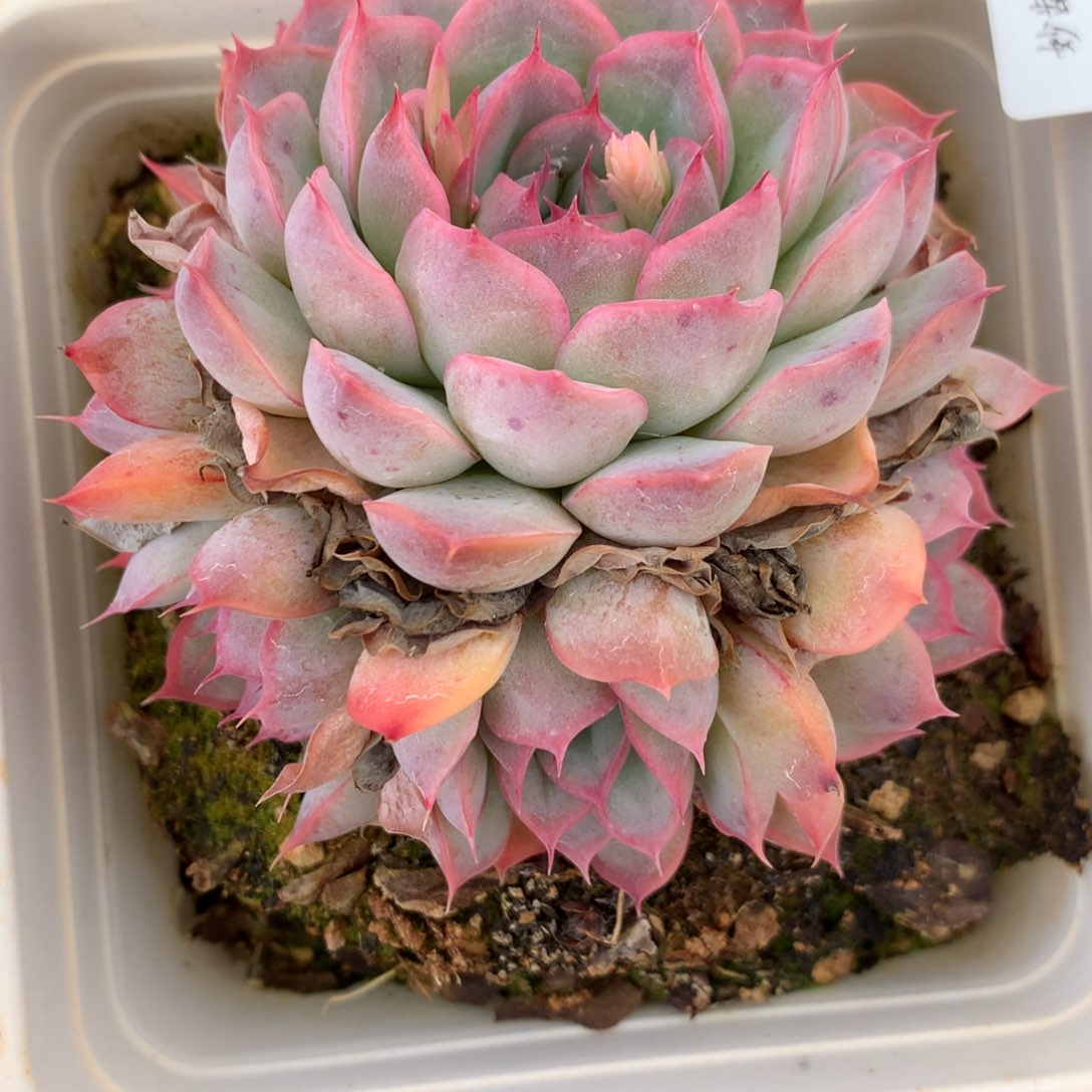 3864杂交多肉老桩