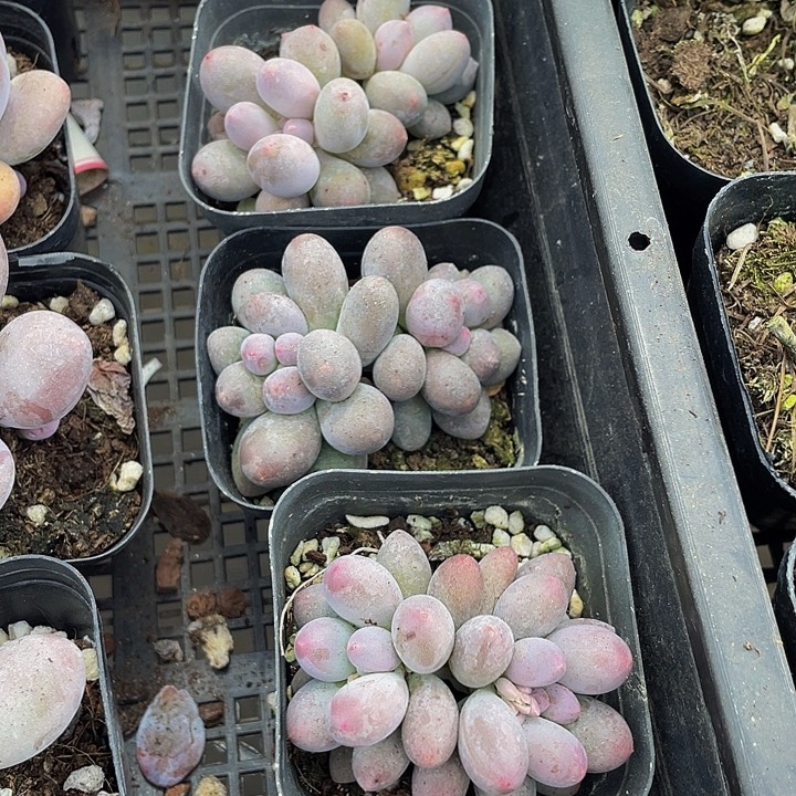 双头汤圆第盆土发