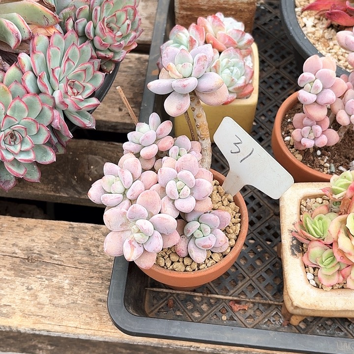 多肉植物，落神31号