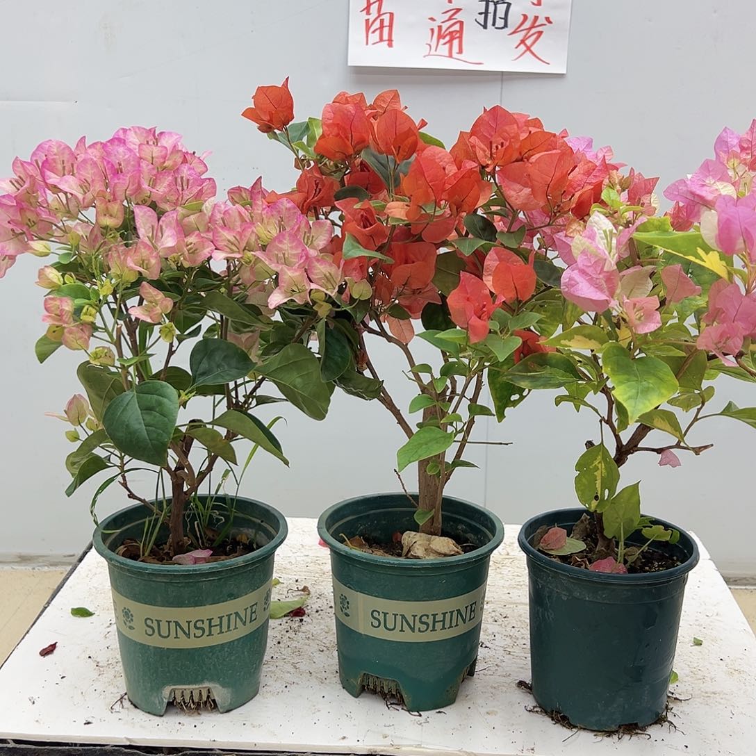 大部分花苞少量开放五宝，夕阳红，金心橙白组合