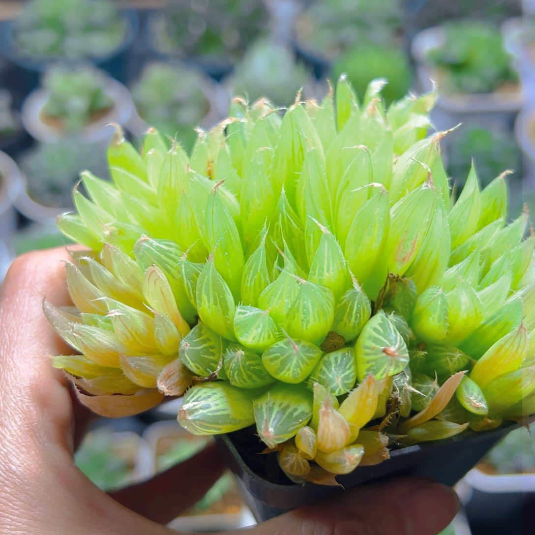 钻石实生玉露群多肉一颗