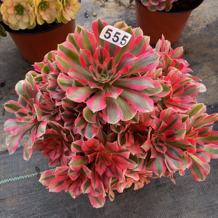 555老庄多肉法师初恋