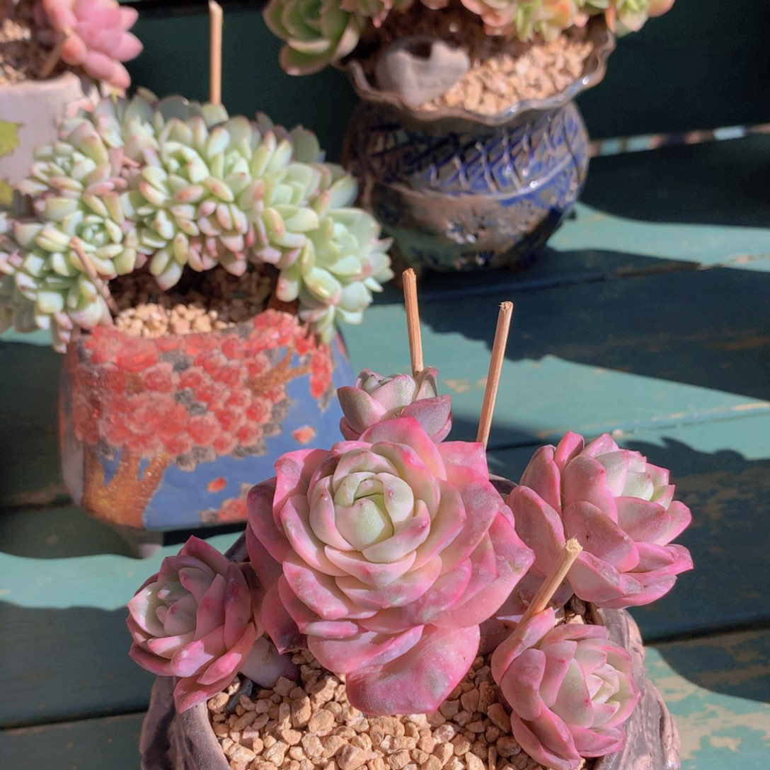 可爱玫瑰彩锦自然群