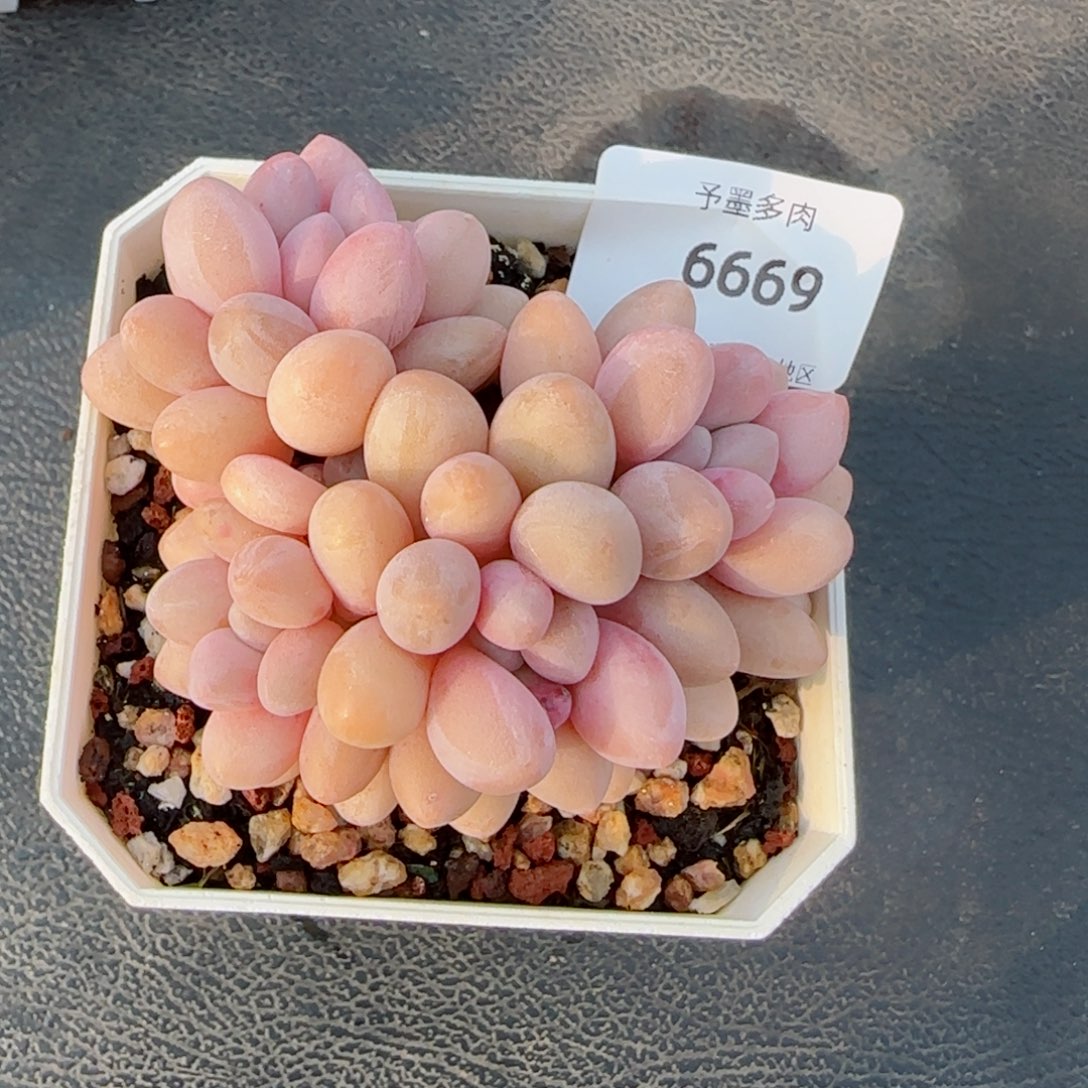 汤圆无砍，6669多肉