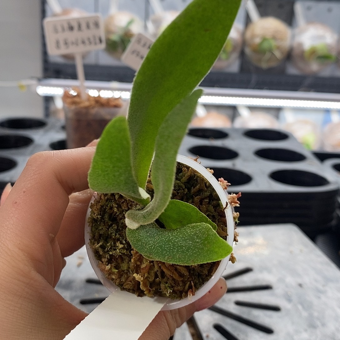 无花朵雷蛇鹿角蕨