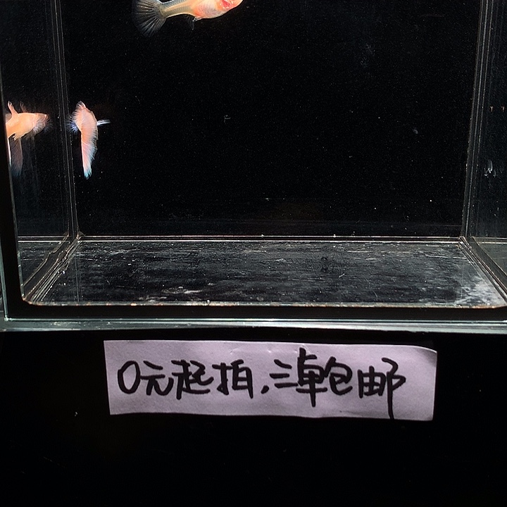 孔雀鱼樱花粉狮一对