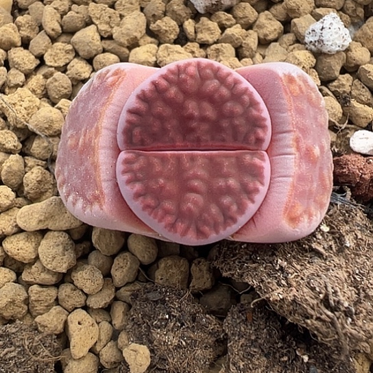 2422.阿克玫瑰1111