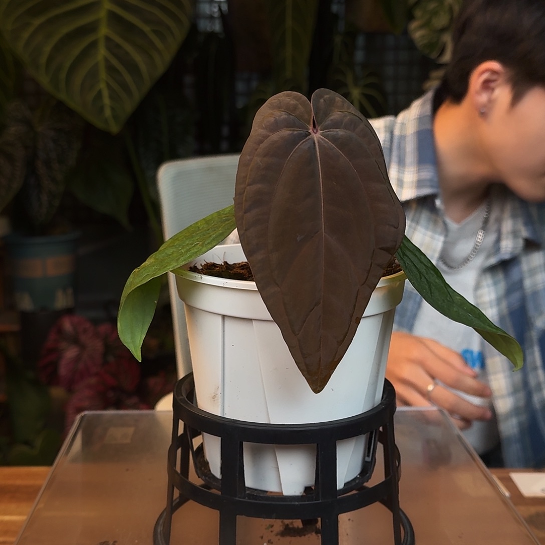 完全开放R188籽播黑凤凰