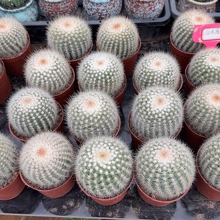 白芙蓉随机一款。       