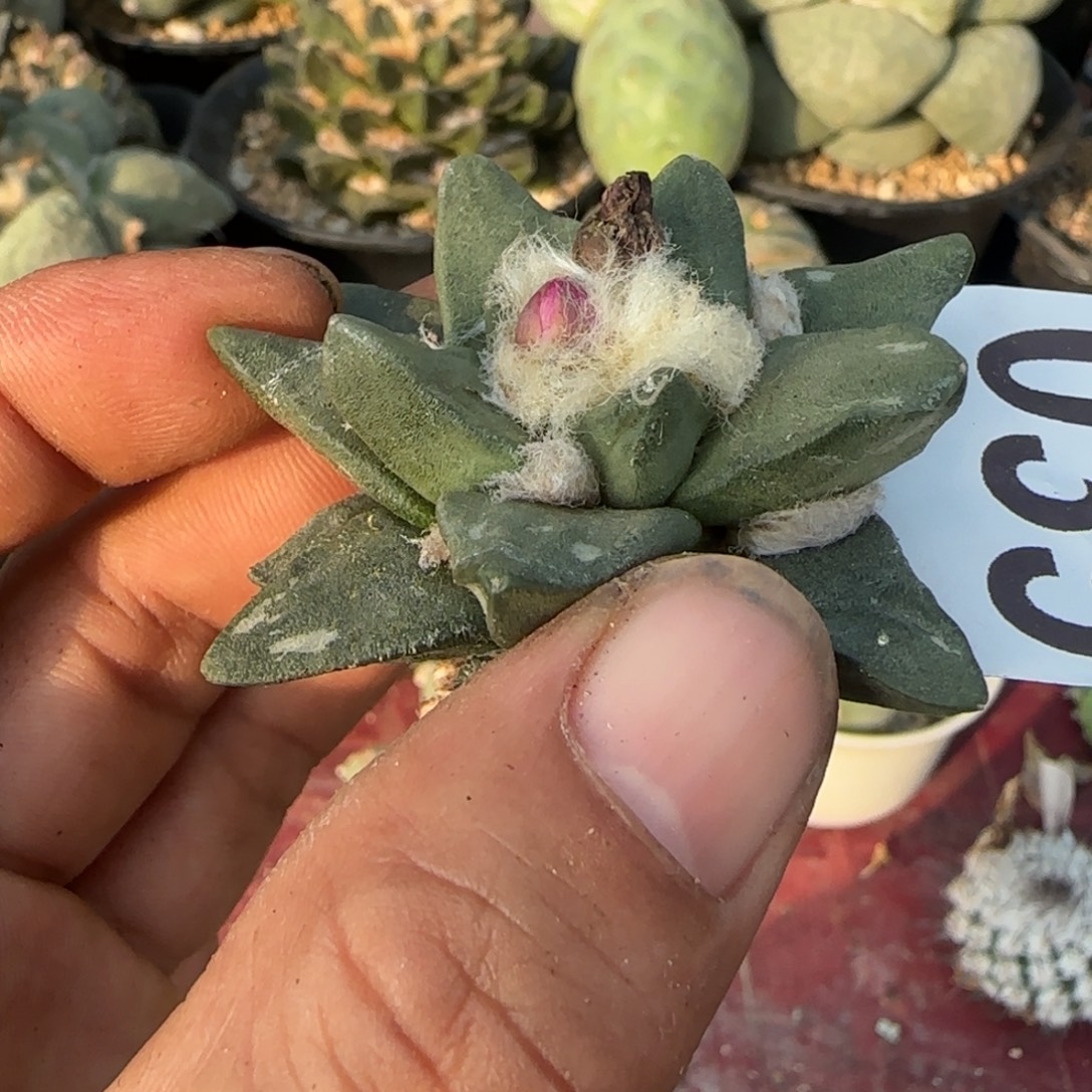 无花朵自根泰系大尤龙角035