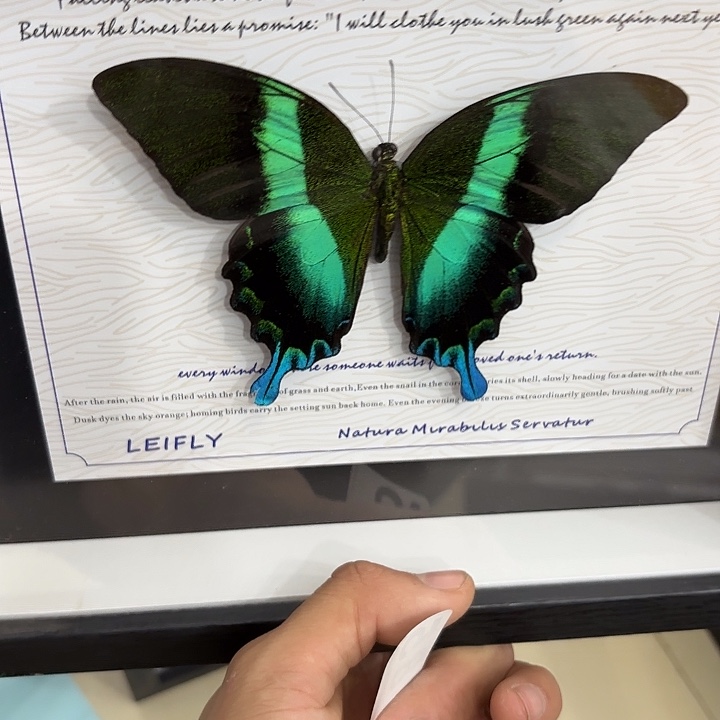 可***可蝴蝶标本定制485@