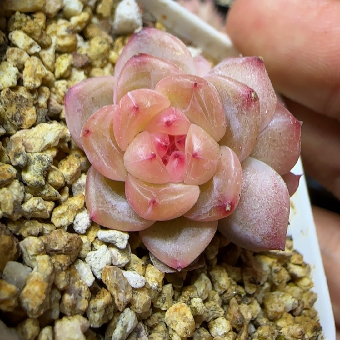 一物一拍甜心11207