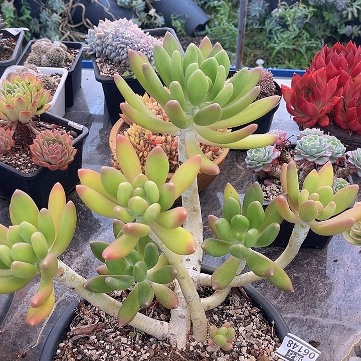 金蝉美人06148多肉植物