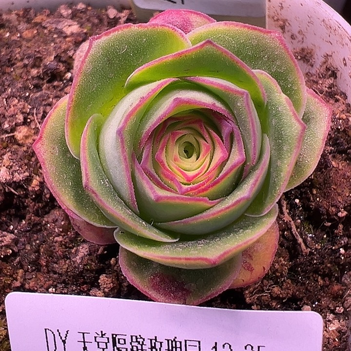 露妮512糖心龙沙遗梦晒伤价