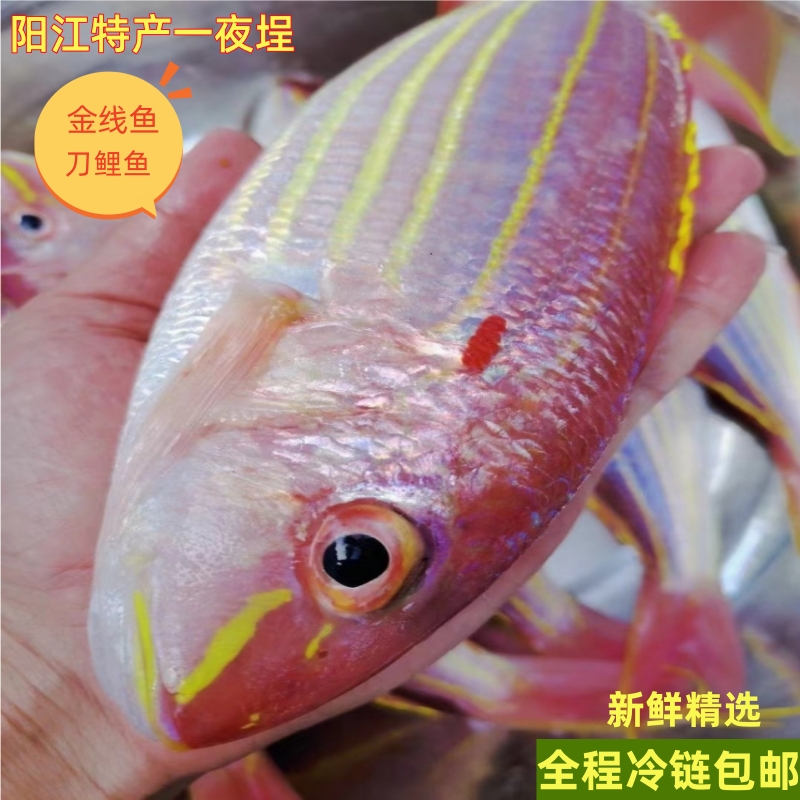 【晨曦优选】小号金线鱼刀鲤新鲜冰冻金线鱼一流水淡口生鲜深海非养殖阳江特产4斤