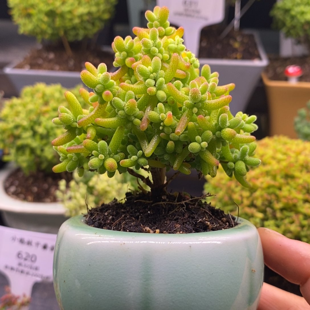 ʚ****?611金橘带盆。    