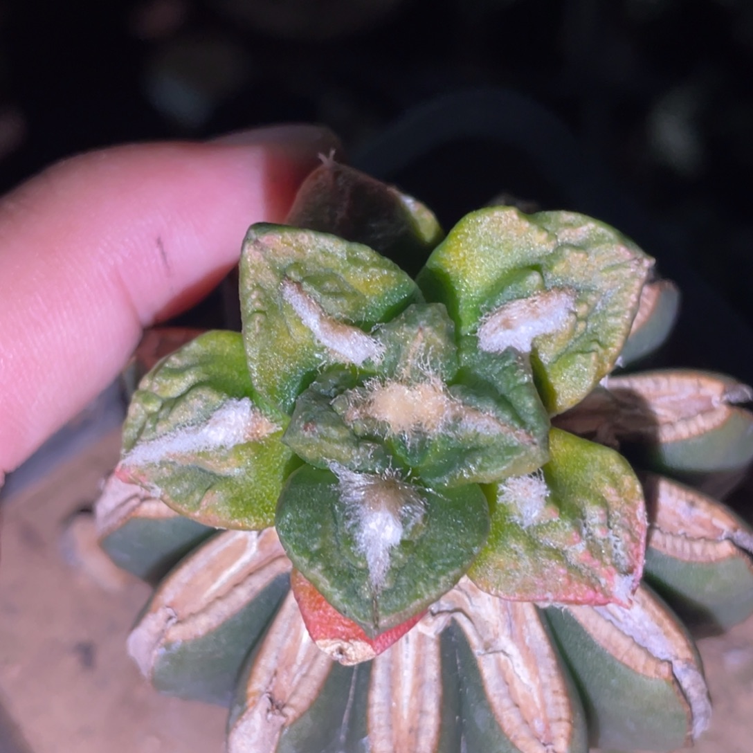 无花朵仙人球开花 仙人球