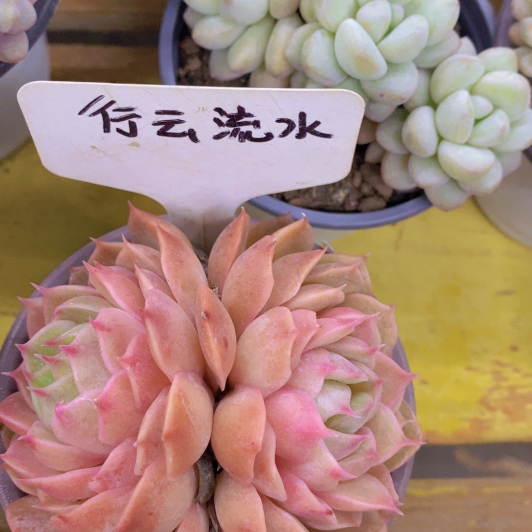 清货转场，一物一拍，看准下单