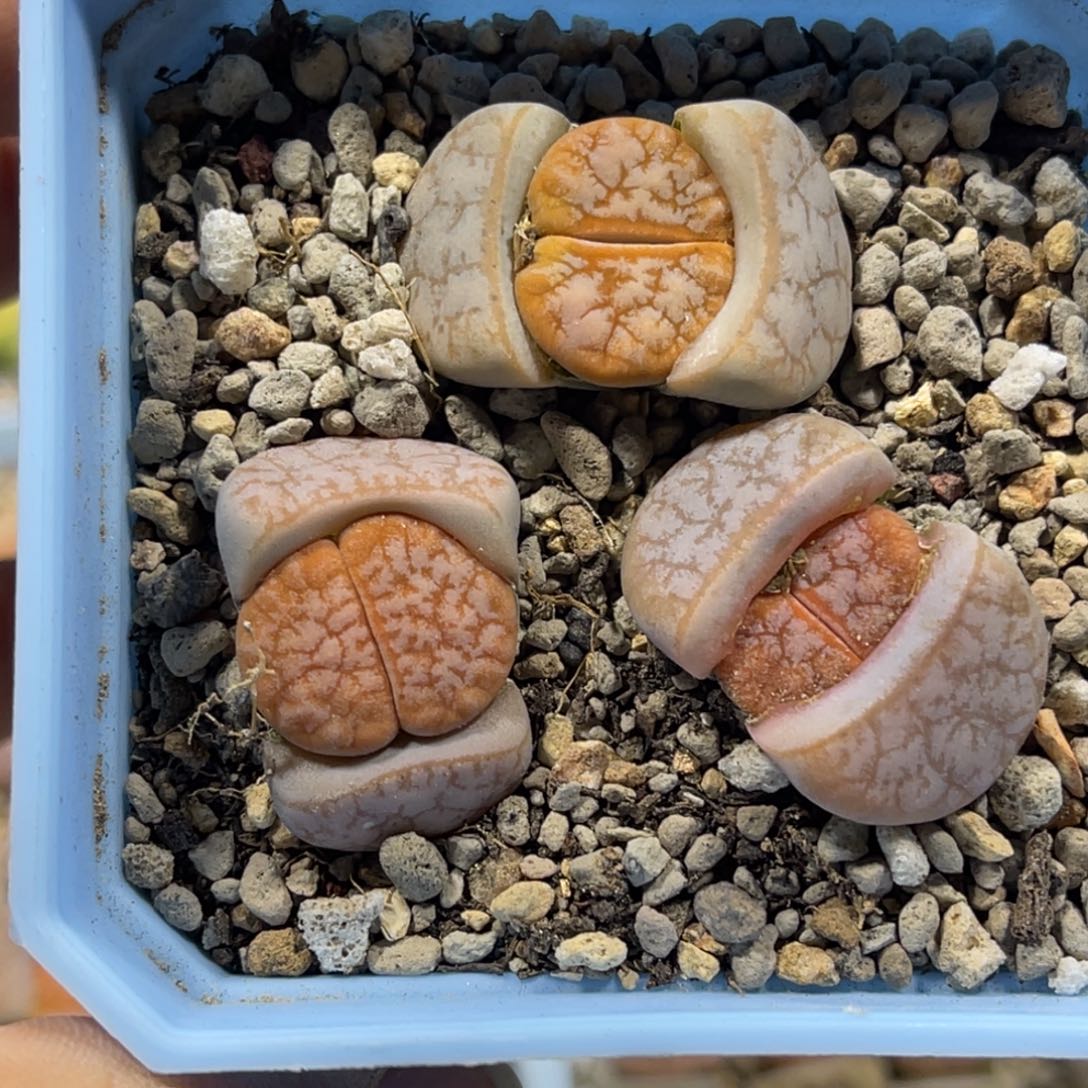 7529拿铁309a3颗尺寸2.5