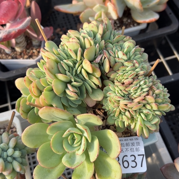 幸运儿是一位非常优秀