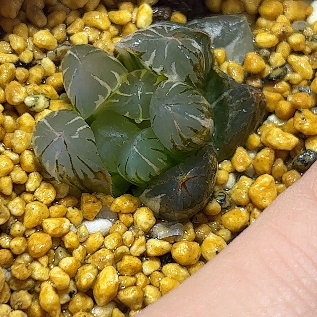 北极之恋锦十二卷多肉植物