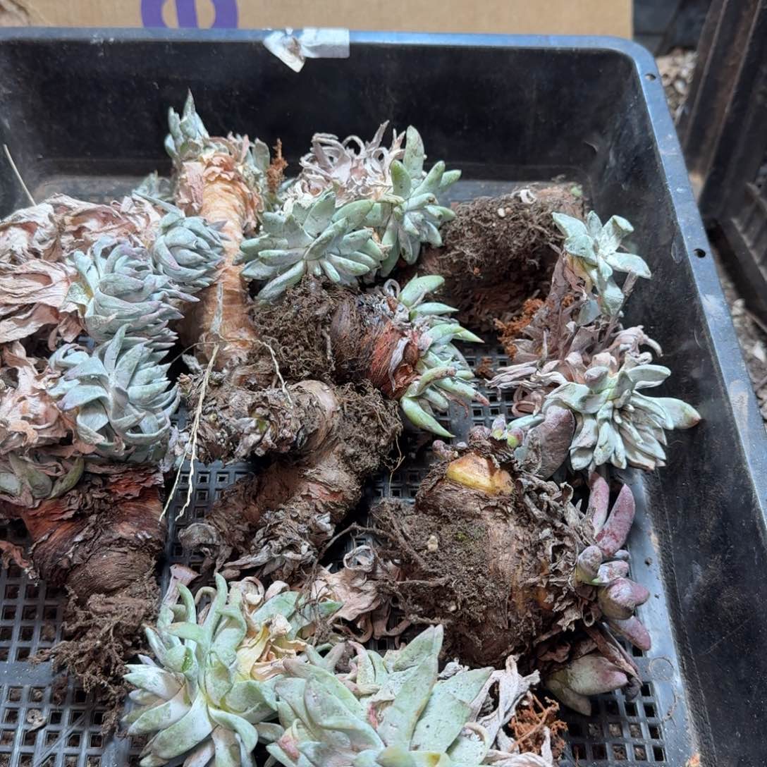 2004瑕疵框拍不售后