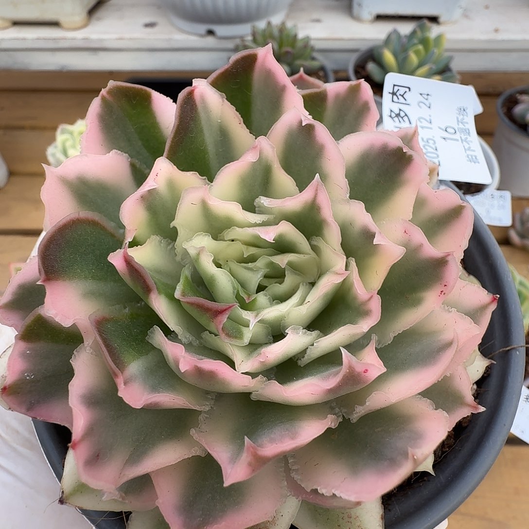 紫蝴蝶锦1111224-16