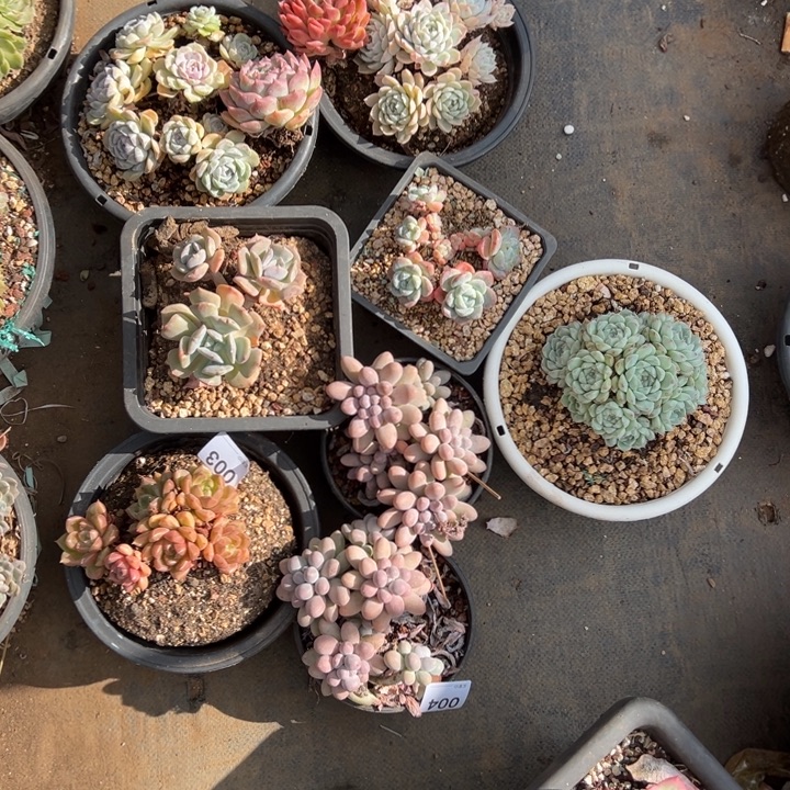 文***哒染的多肉一副一排八颗003