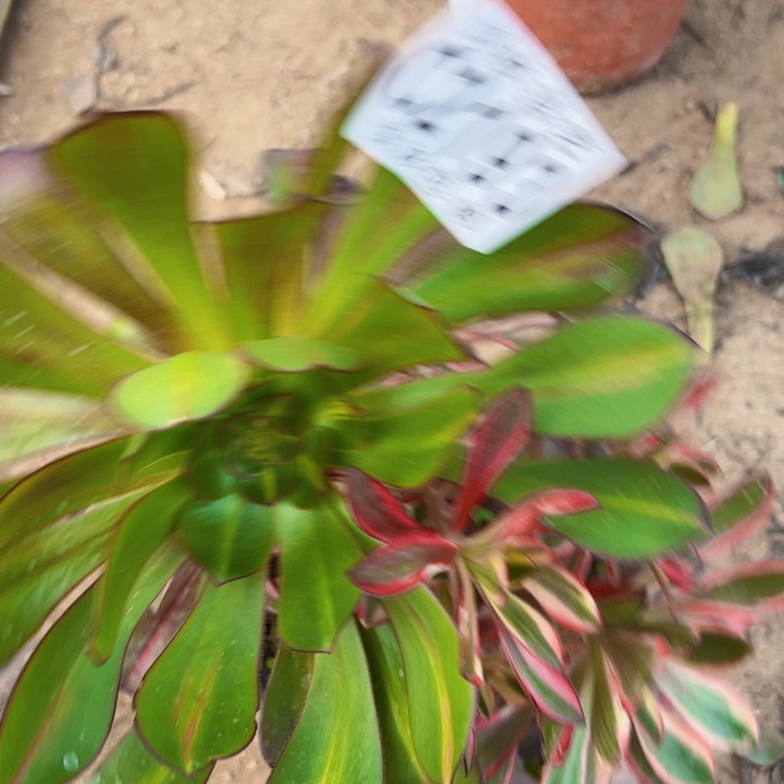 2193砍头多肉植物法师